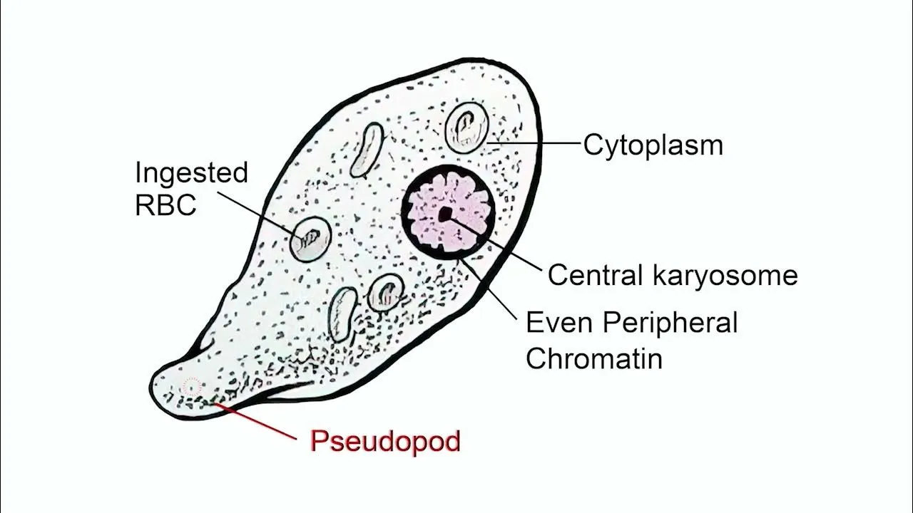Entamoeba histolytica